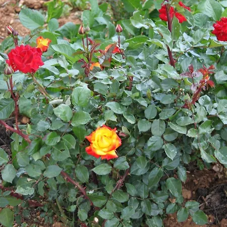 By The Sea Posedarje, Novigrad - 6240 *